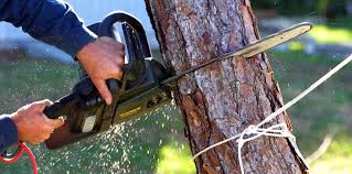 Trusted Chico, CA Tree Services Experts