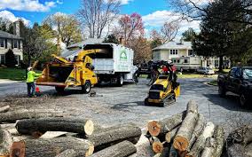 Best Tree Disease Treatment  in Chico, CA