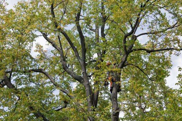 How Our Tree Care Process Works  in  Chico, CA